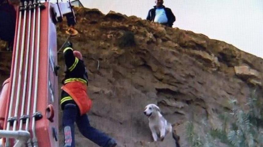 Adana'da K&ouml;pek Kurtarma Operasyonu