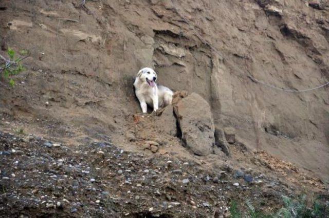 Adana'da Köpek Kurtarma Operasyonu