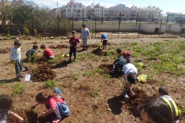 Didim Anaokulu Öğrencilerin Fidanları İle Büyüyecek