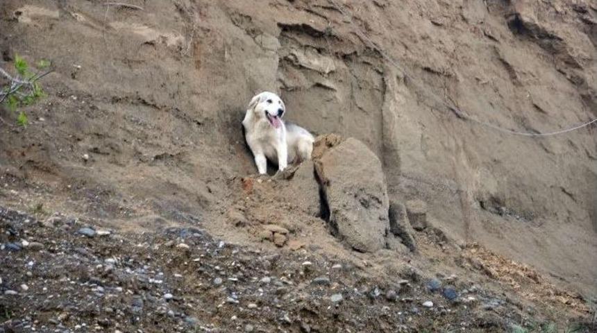U&ccedil;urumda Mahsur Kalan K&ouml;peği İtfaiye Kurtardı