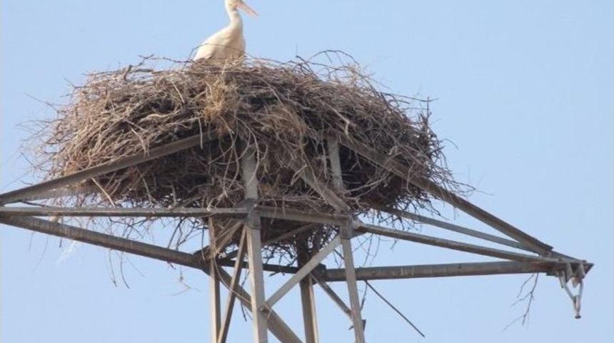Duble Yol &Ccedil;alışmasını Aksatan Leylekler İ&ccedil;in &Ouml;zel Direk