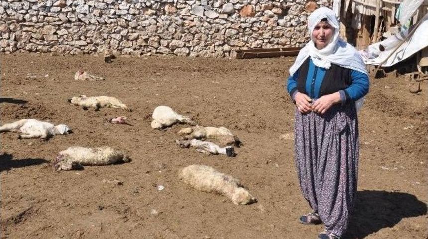 Sokak K&ouml;pekleri 20 Kuzuyu Telef Etti