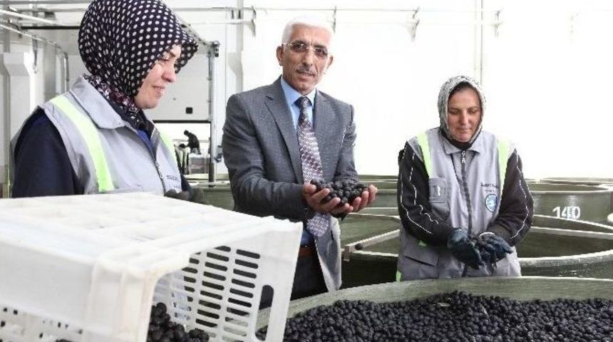 Marmarabirlik&rsquo;ten Organik Zeytin