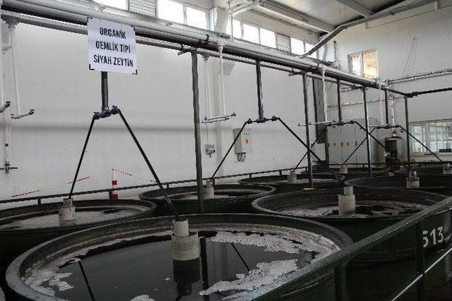 Marmarabirlik&rsquo;ten Organik Zeytin 1