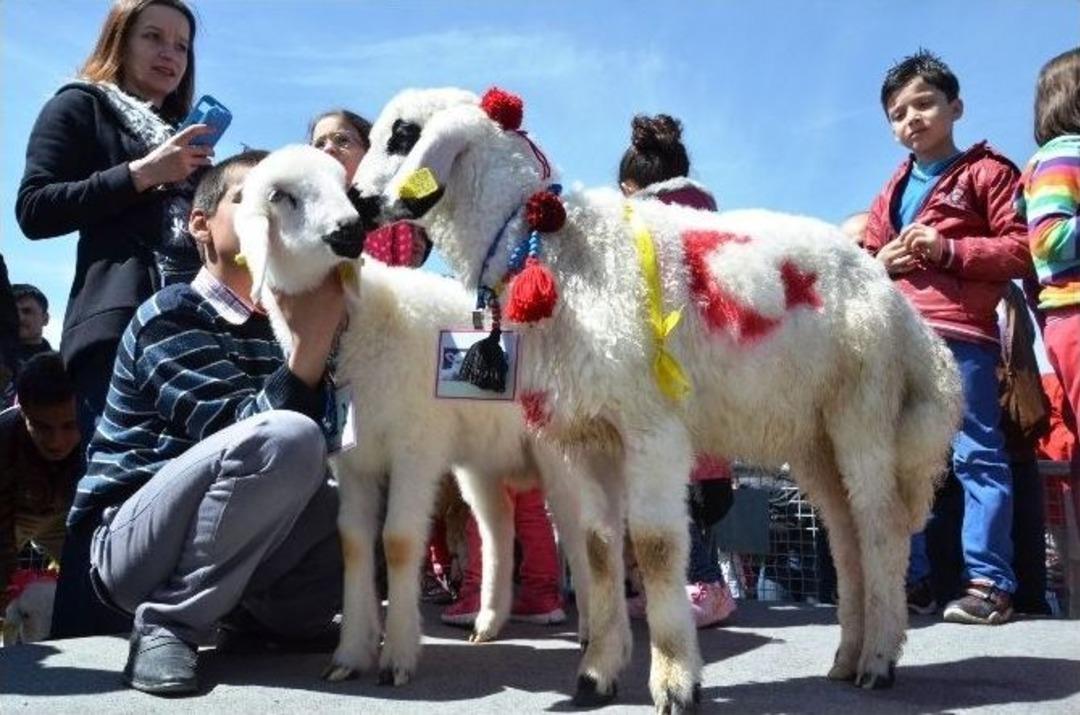 Malatya&rsquo;nın En G&uuml;zel Kuzusu Se&ccedil;ildi