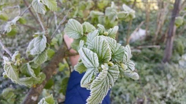Orta Şiddette Don Olayı Ger&ccedil;ekleşti 1