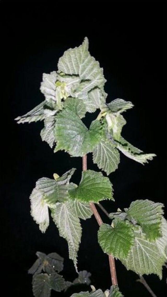 Orta Şiddette Don Olayı Ger&ccedil;ekleşti 2