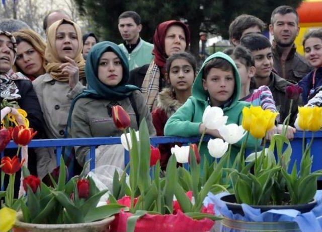 Kocaeli Lale Festivali'nde En Güzel Laleler Seçildi