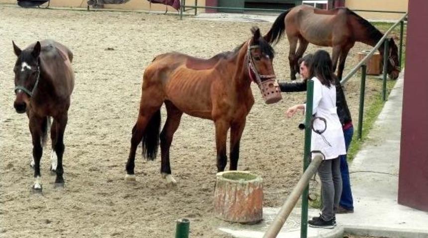 &Uuml;niversitenin 'gen&ccedil; Emekli' Atları