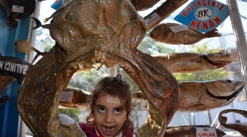 Balık Sevdası Deniz Canlıları M&uuml;zesi&rsquo;nde Hayat Buldu