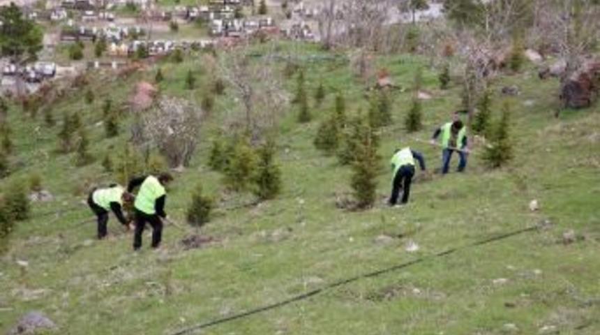 Şehir Mezarlığı&rsquo;na 10 Bin Fidan
