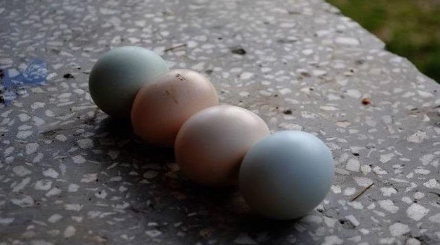 Sarı Tavuğun Mavi Yumurtası Şaşırttı