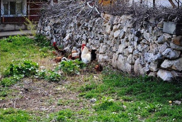 Sarı Tavuğun Mavi Yumurtası Şaşırttı