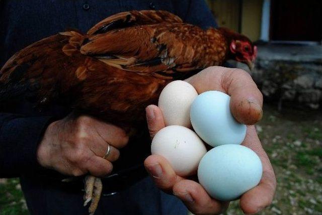 Sarı Tavuğun Mavi Yumurtası Şaşırttı