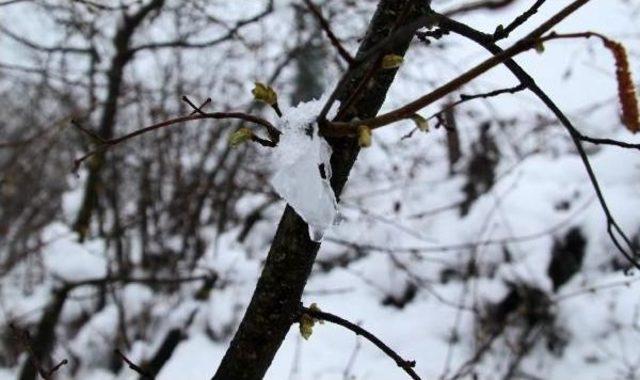 Ordu’Da Zirai Don Yüksek Kesimde Fındığı Etkiledi