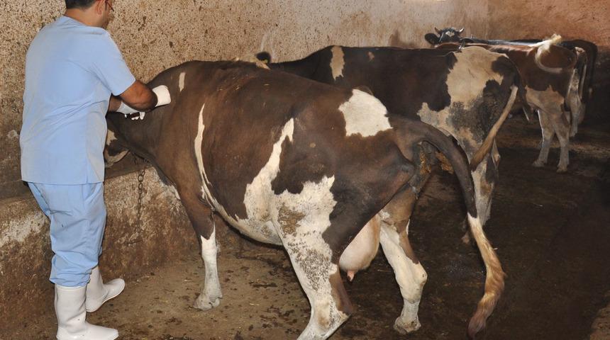 Şarbon nedir, nasıl bir hastalıktır ve nasıl korunulur? Antraks yani Şarbon belirtileri nelerdir? 