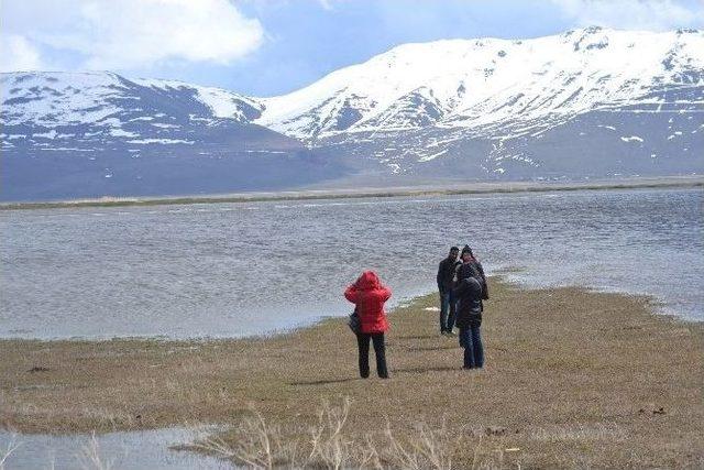 Erzurum Ovasında Kuş Gözlemlediler