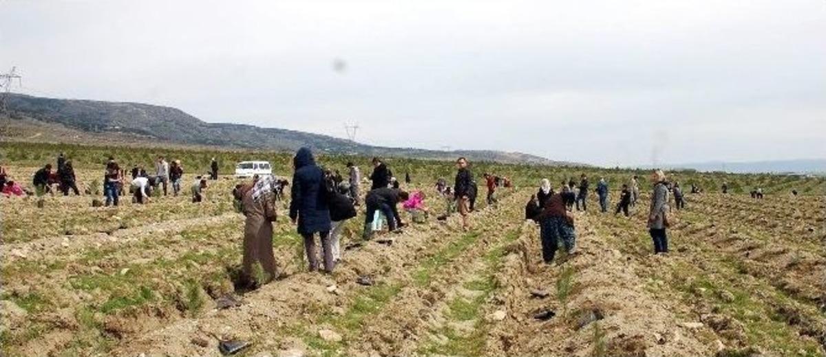 T&uuml;msiad Hatıra Ormanı Hayata Merhaba Dedi