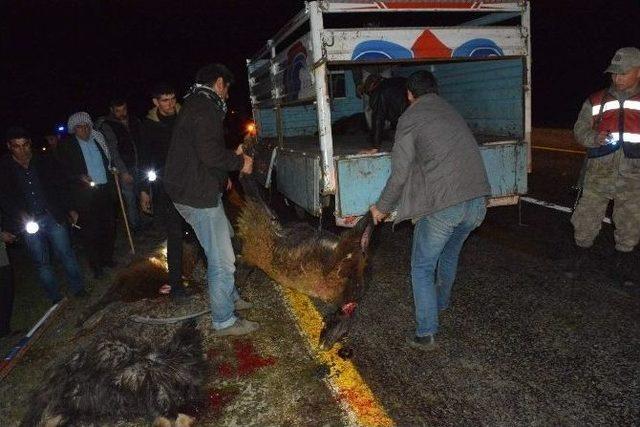 Siverek’te Araç Sürüye Daldı: 100 Koyun Telef Oldu