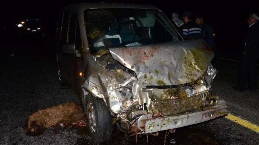 Hafif Ticari Aracın &Ccedil;arptığı 80 Koyun Telef Oldu, S&uuml;r&uuml;c&uuml; Ka&ccedil;tı