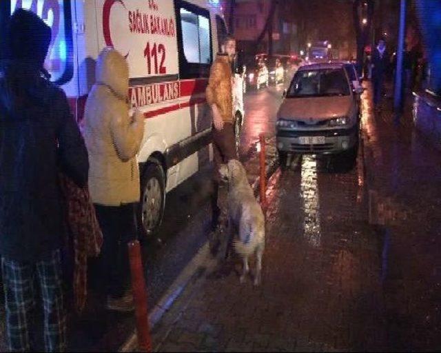 Ambulansa Alınan Sahibini Bırakmadı