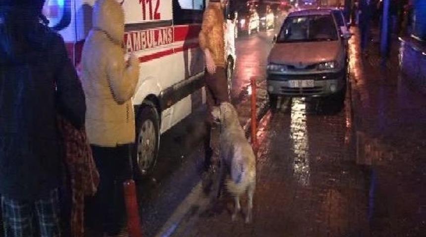Ambulansa Alınan Sahibini Bırakmadı