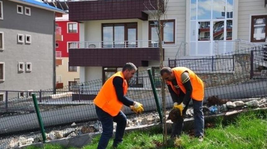 Tunceli Belediyesi Yeşillendirme &Ccedil;alışmalarını S&uuml;rd&uuml;r&uuml;yor