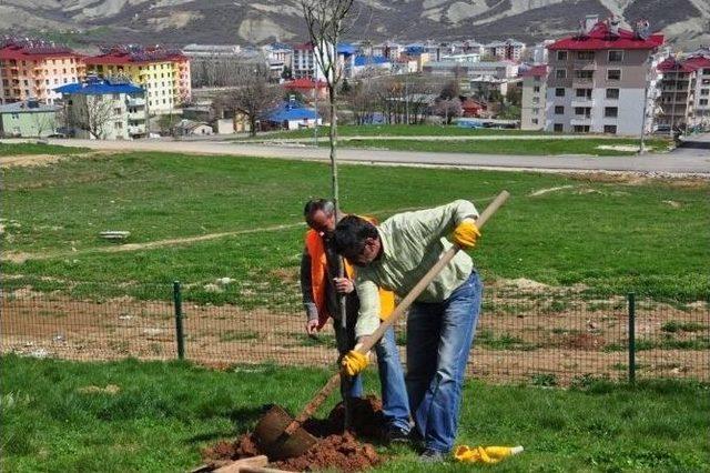Tunceli Belediyesi Yeşillendirme &Ccedil;alışmalarını S&uuml;rd&uuml;r&uuml;yor 1