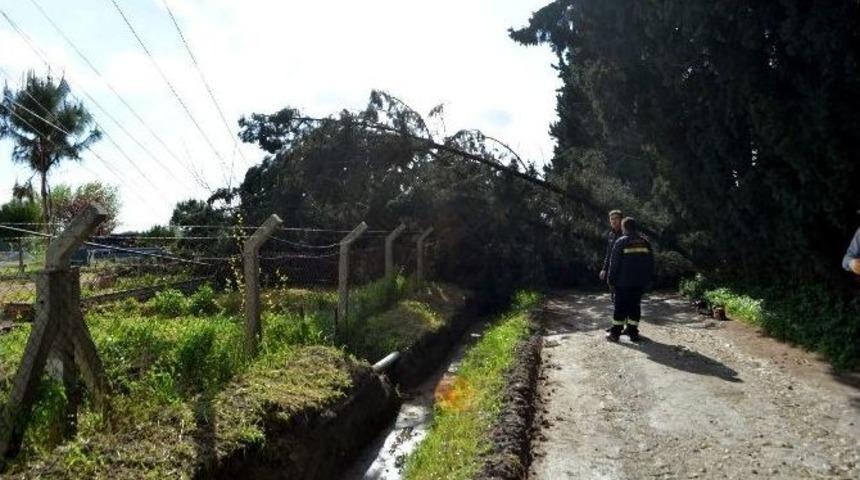 S&ouml;ke&rsquo;de Hortum Ağa&ccedil; Ve Elektrik Direklerini Devirdi
