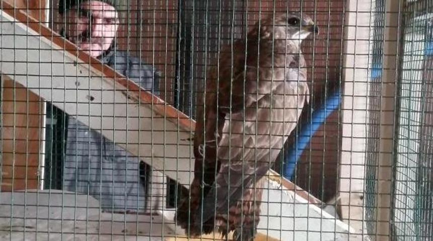 Yaralı Şahin Ciğerle Besleniyor