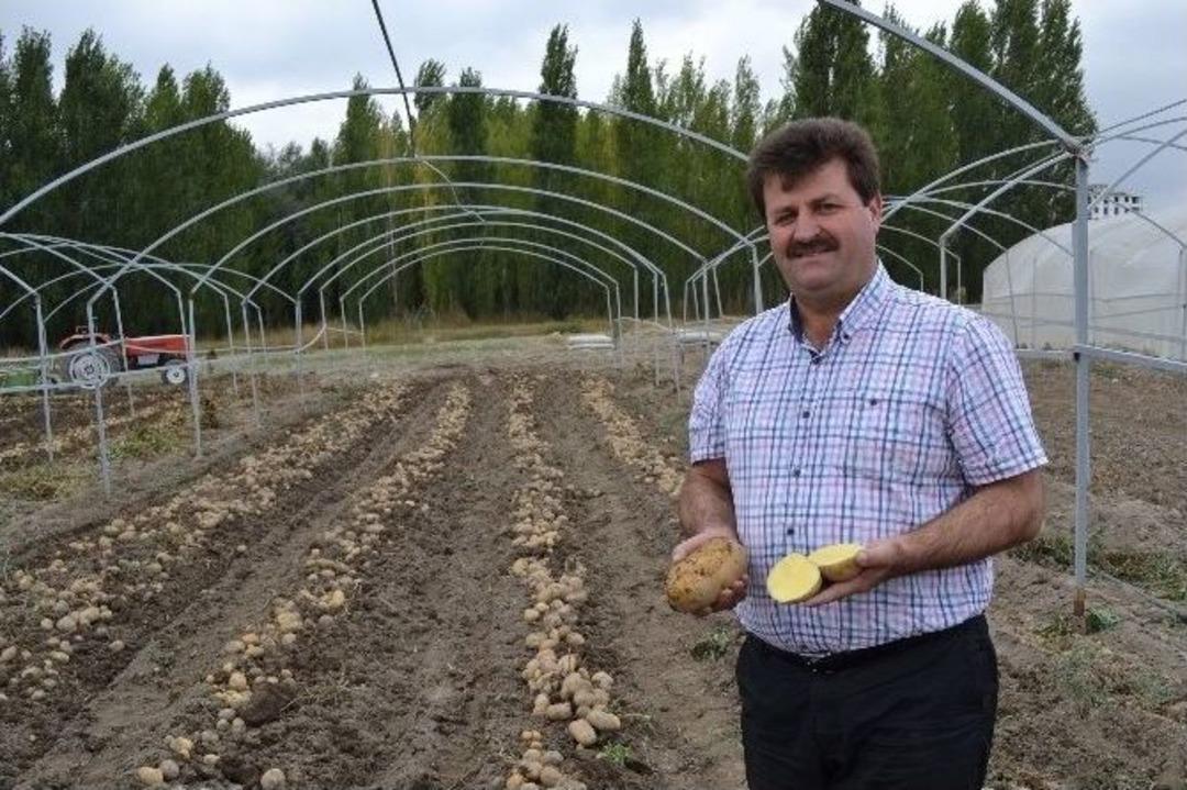 Milli Patates &Ccedil;eşitleri Tescillendi