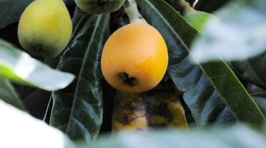 Yenid&uuml;nyada Erken Hasat