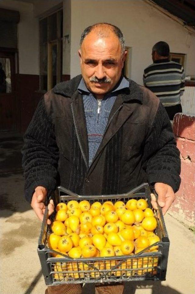 Yenidünyada Erken Hasat