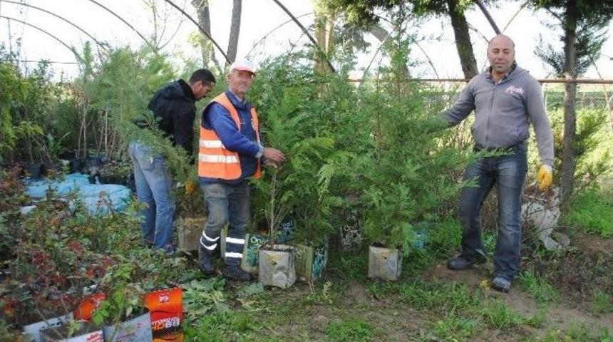 İncirliova&rsquo;ya 50 &Ccedil;eşit Ağa&ccedil; Daha Dikiliyor