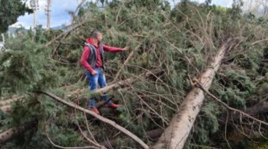 S&ouml;ke'de Hortum Ağa&ccedil;ları Ve Elektrik Direğini Devirdi