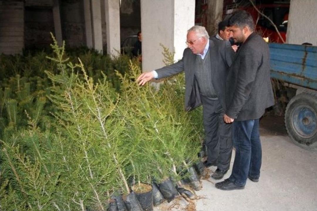 Diyadin&rsquo;de İlk Kez Ihlamur Fidanı Dikildi