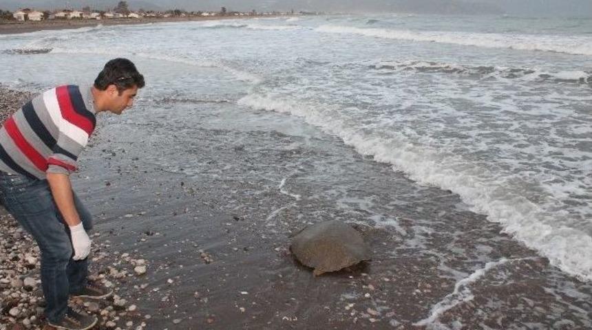 Cantor Cinsi Deniz Kaplumbağası Operasyonu