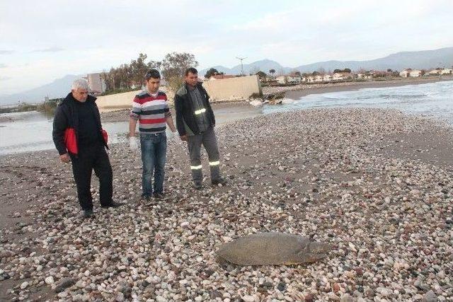 Cantor Cinsi Deniz Kaplumbağası Operasyonu