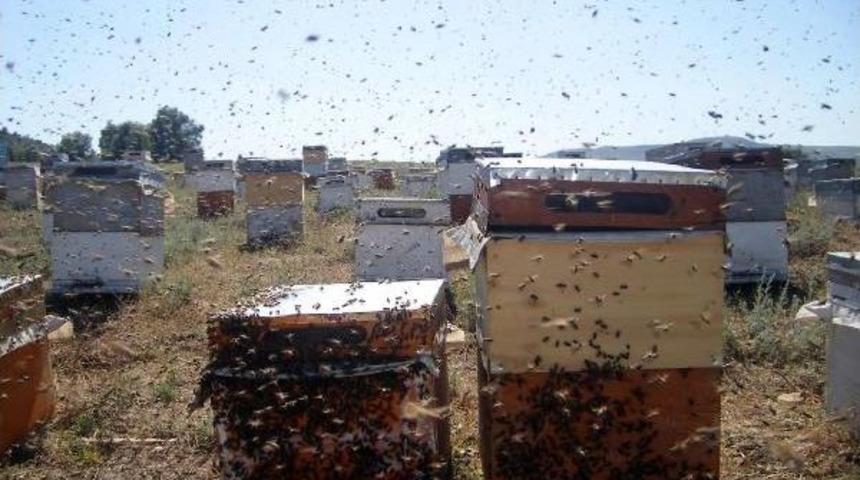 Bal Reklamının Durdurulması Arıcıları Umutlandırdı