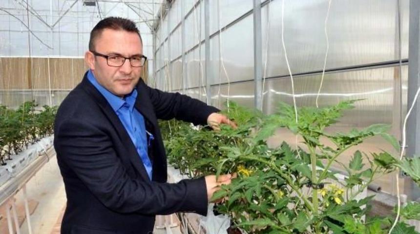 Sivas'ta Jeotermal Serada Domates &Uuml;retilecek