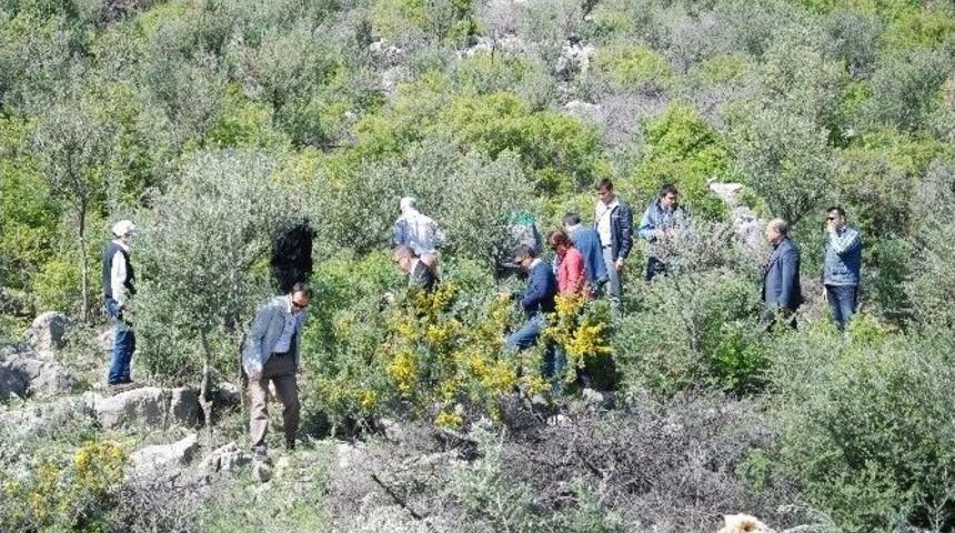 Yabani Zeytin Ve Harnup Ağa&ccedil;ları Aşıyla Ekonomiye Kazandırılacak