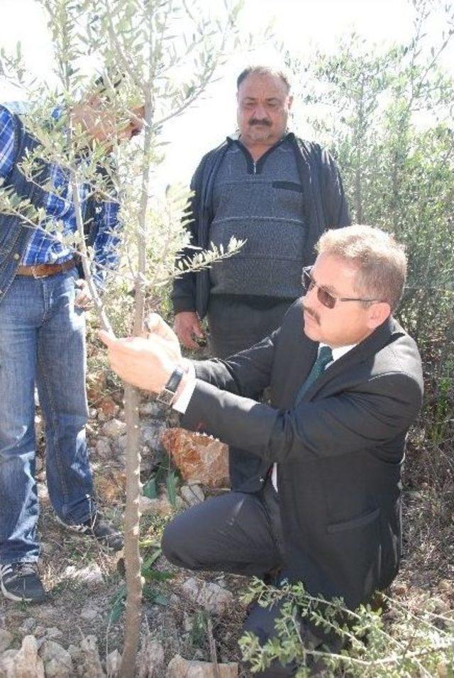 Yabani Zeytin Ve Harnup Ağa&ccedil;ları Aşıyla Ekonomiye Kazandırılacak 1