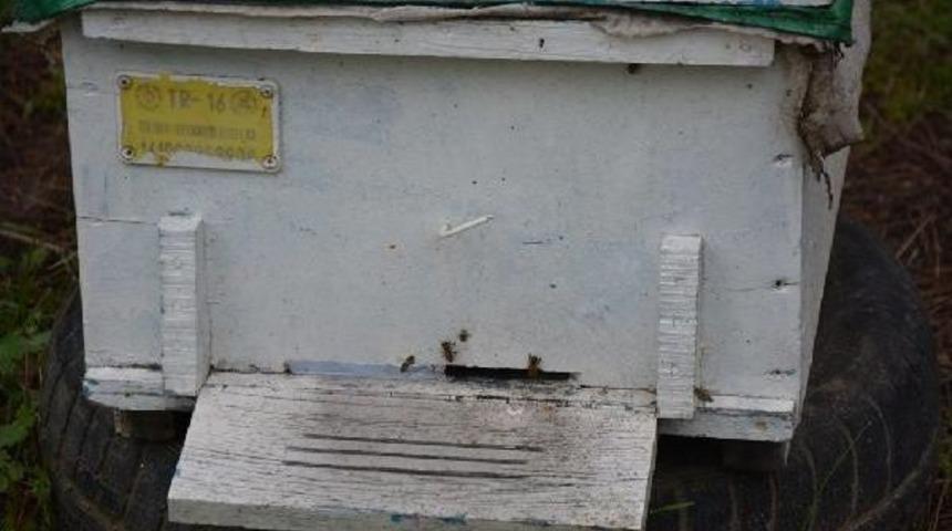 Gerçek Balı Test Etmenin Basit Yolunu Üretici Gösterdi