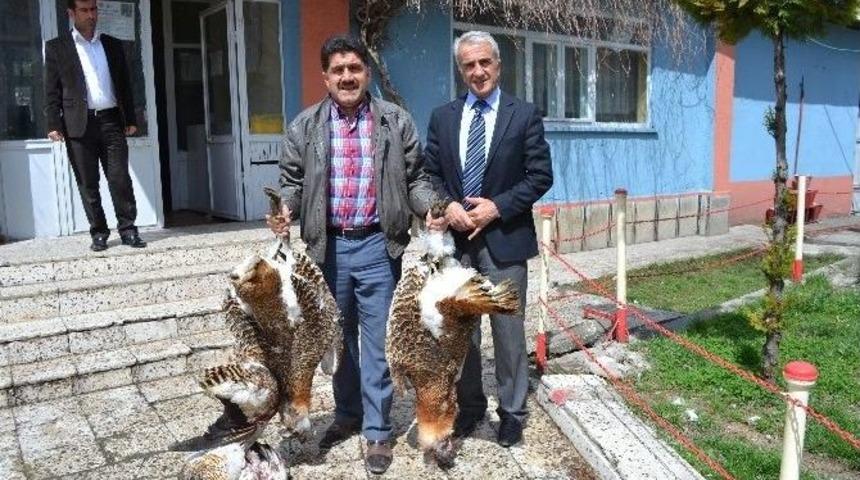 Avcılar Nesli T&uuml;kenen Toy Kuşlarını Vurdu
