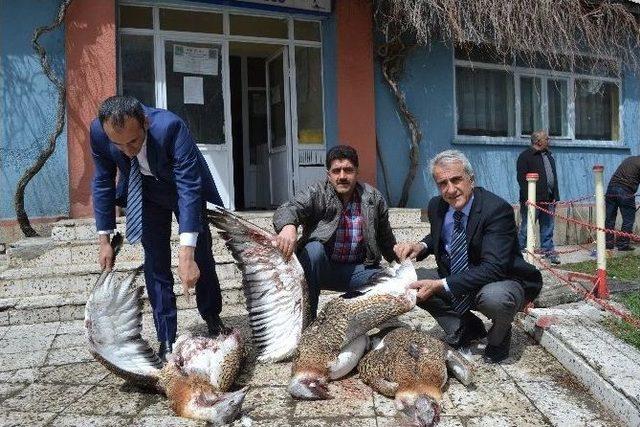 Avcılar Nesli T&uuml;kenen Toy Kuşlarını Vurdu 1