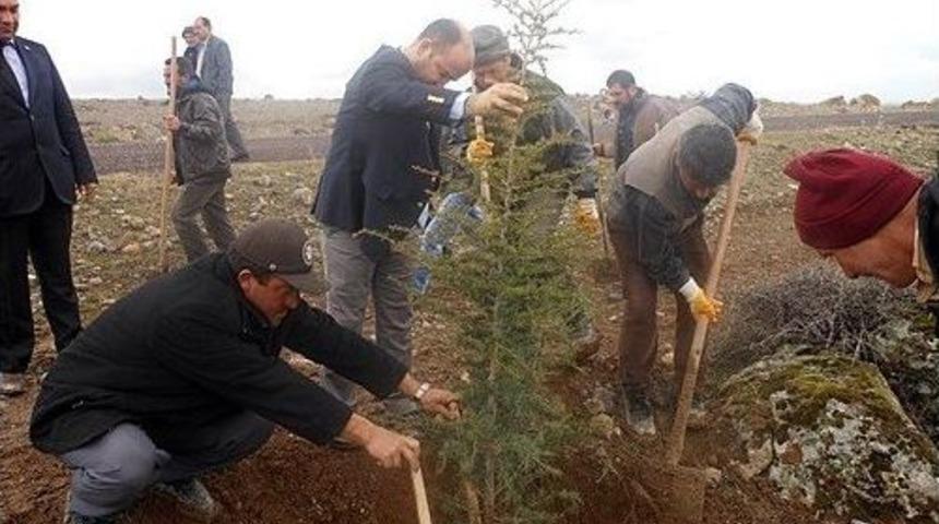 Altunhisar&rsquo;da Ağa&ccedil; Dikme Seferberliği