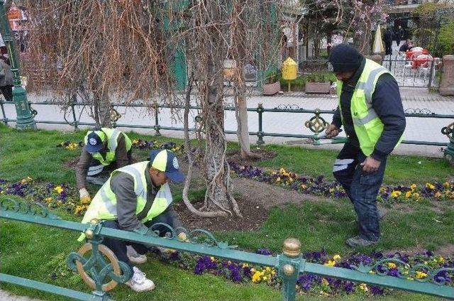 Adalar Mevkii Menekşelerle Süsleniyor