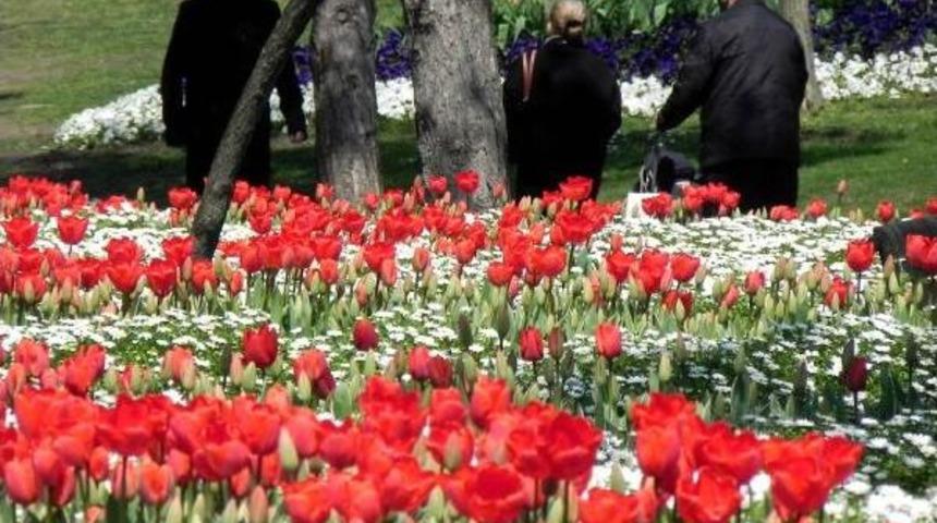 İstanbul'da Lale G&uuml;nleri