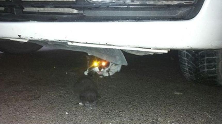 Kedi Bile Sığınacağı Yeri Biliyor