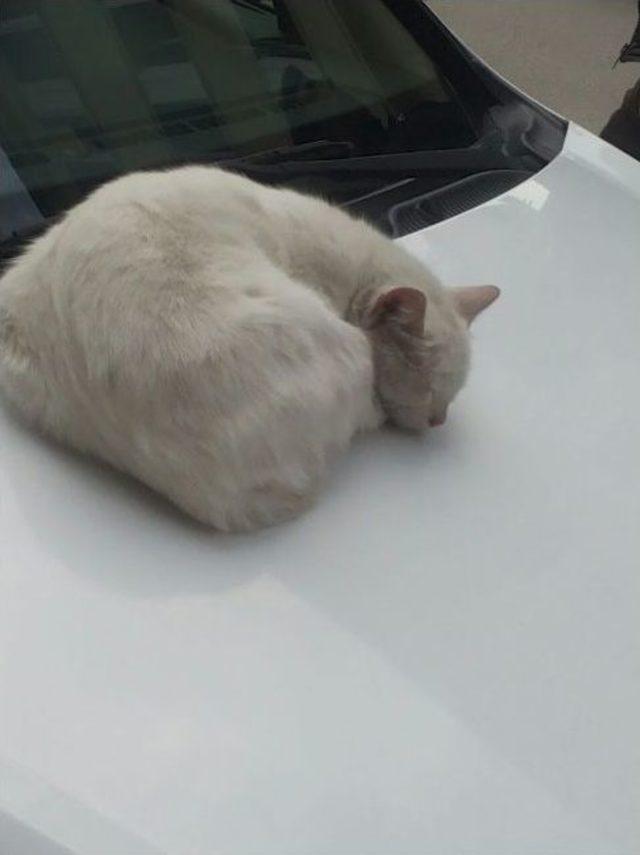 Kedi Bile Sığınacağı Yeri Biliyor